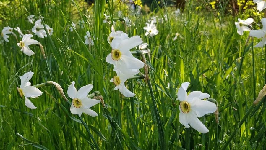 Narciso selvatico 27