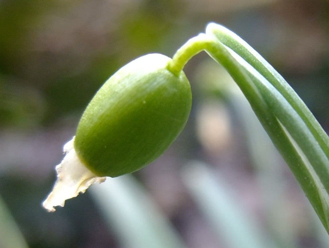 Sněženka podsněžník