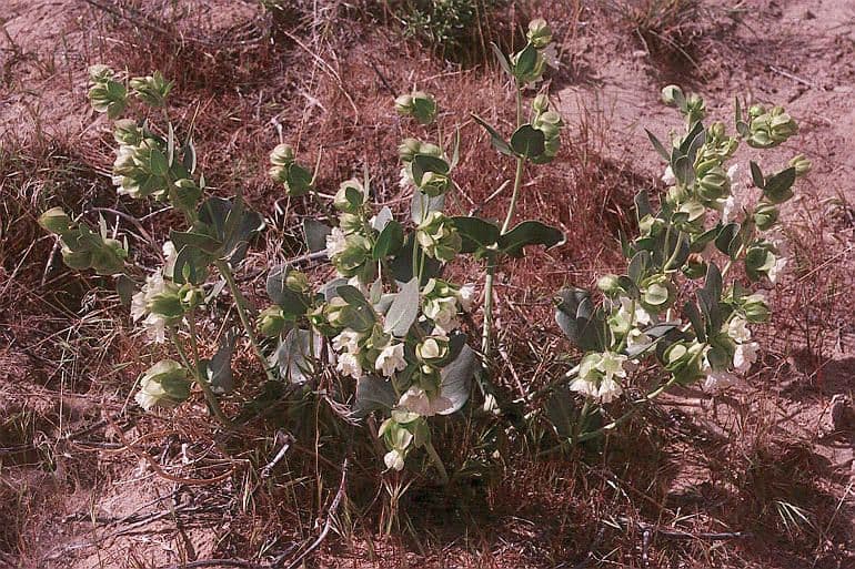 Mirabilis alata 8