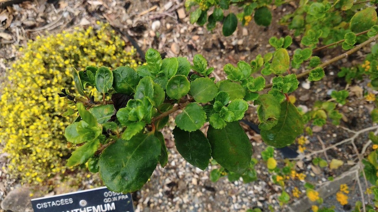 Azara dentata 8