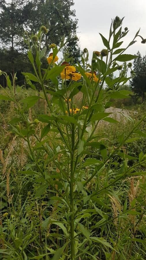Helenium de otoño 25