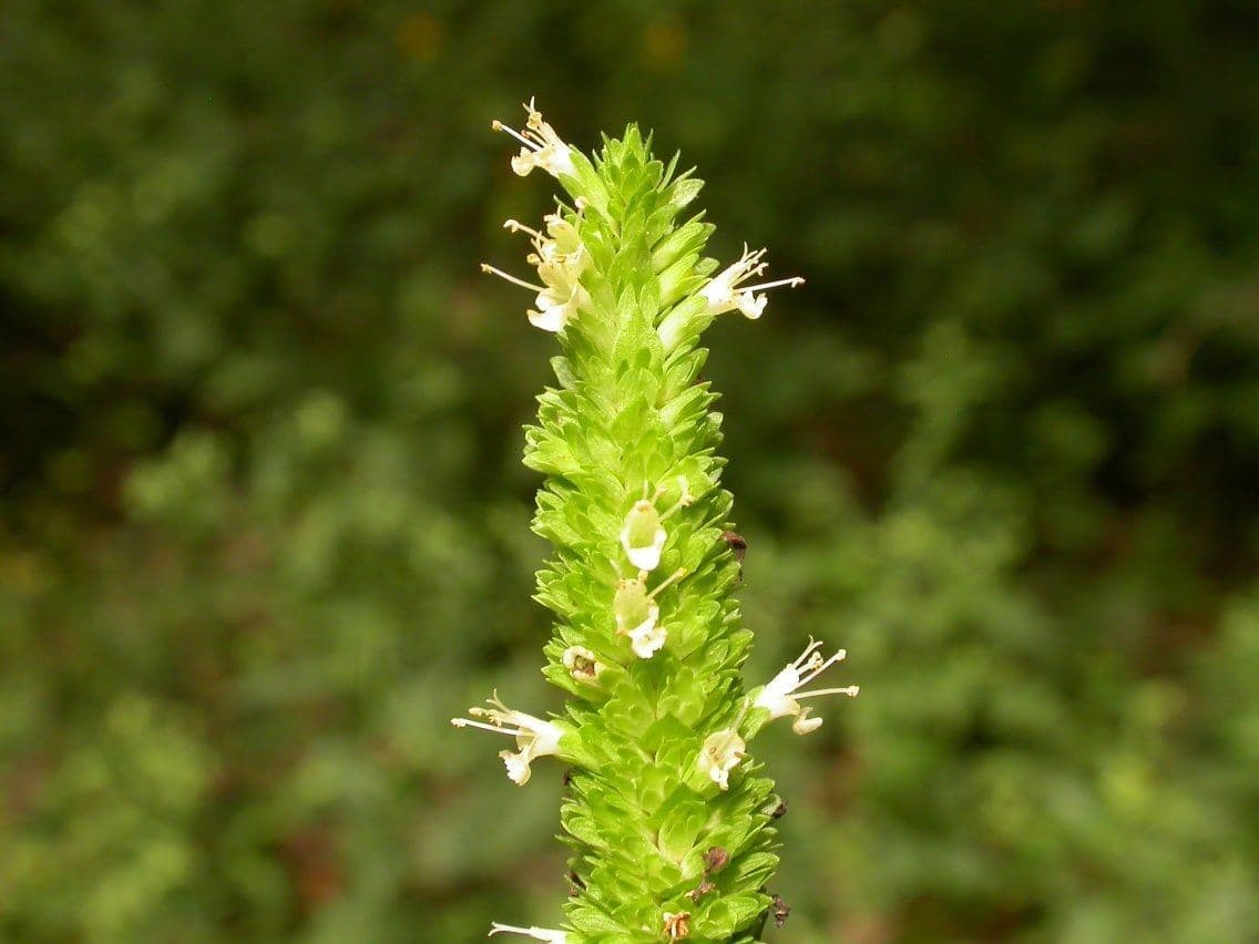 Agastache nepentoide 4
