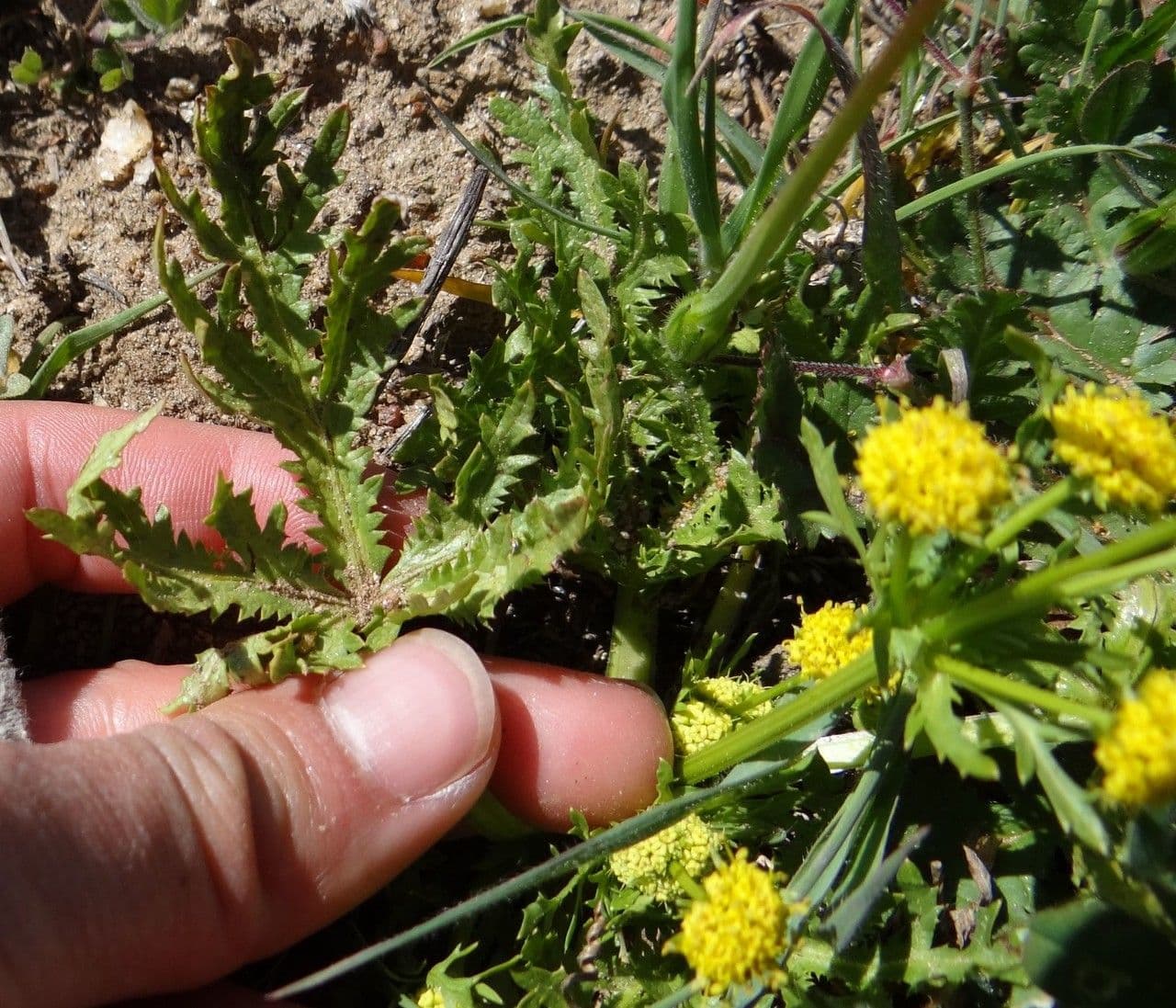 Sanicula arguta 4
