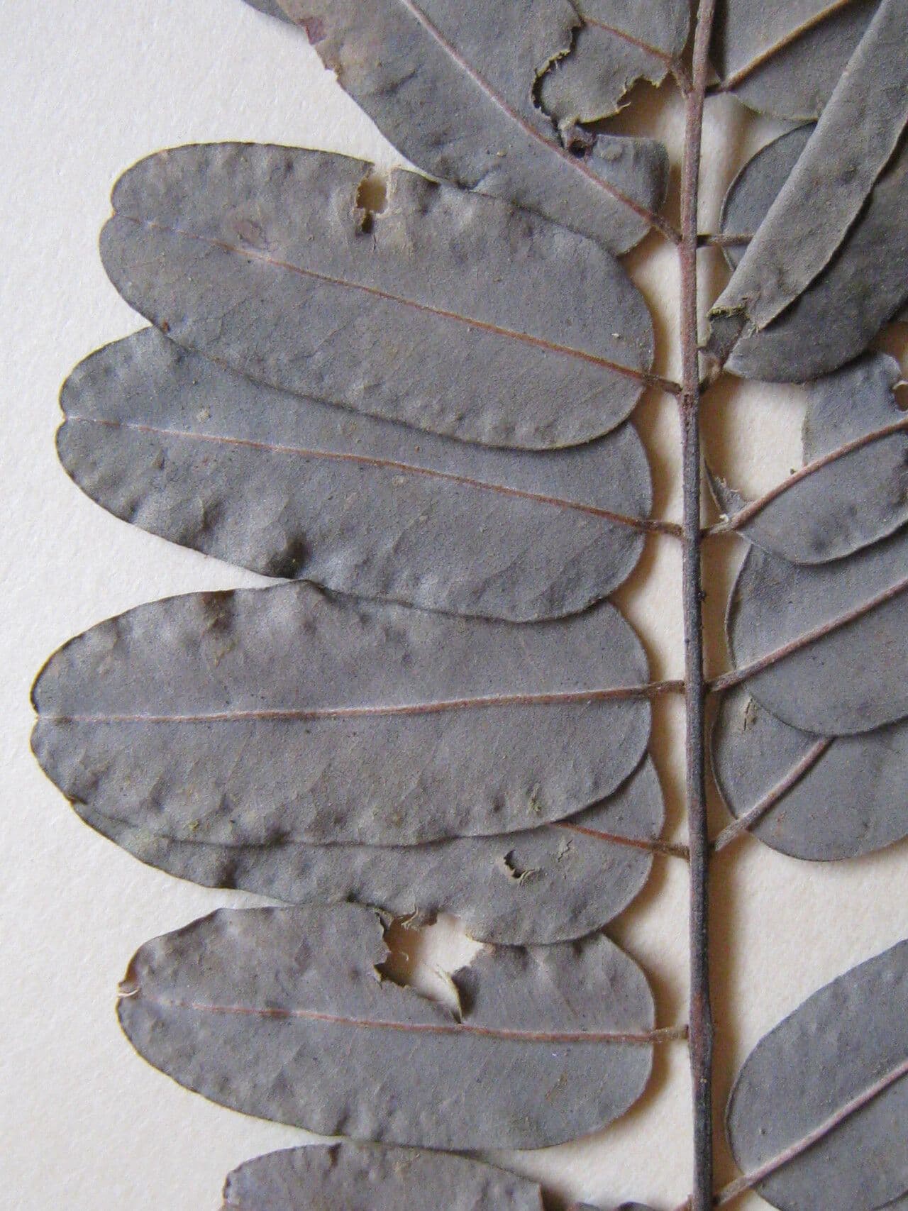 Hymenolobium 2