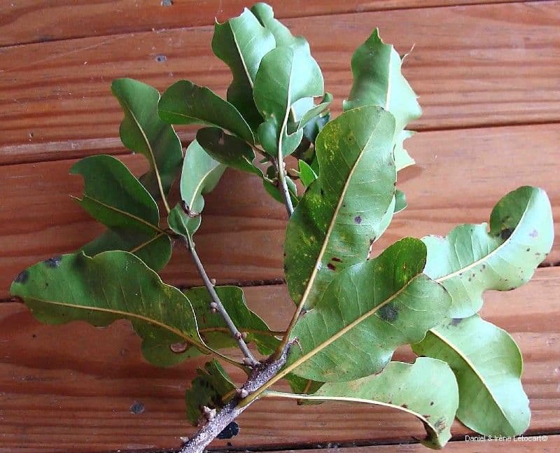 Planchonella 9
