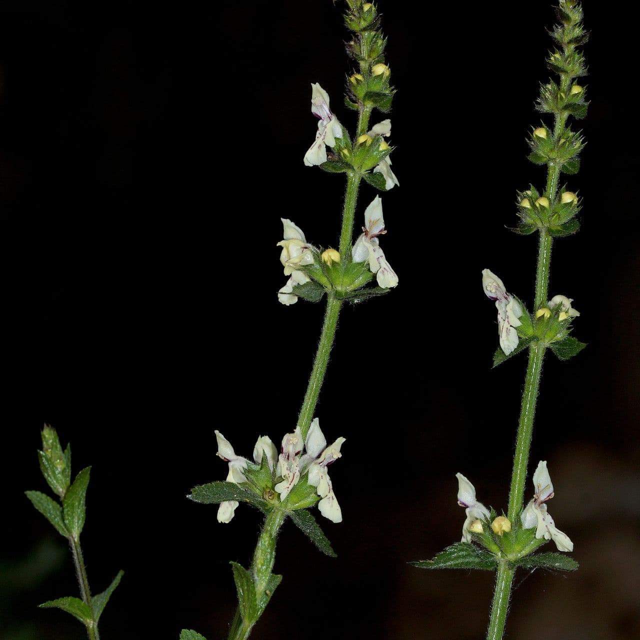 Stregona gialla 8