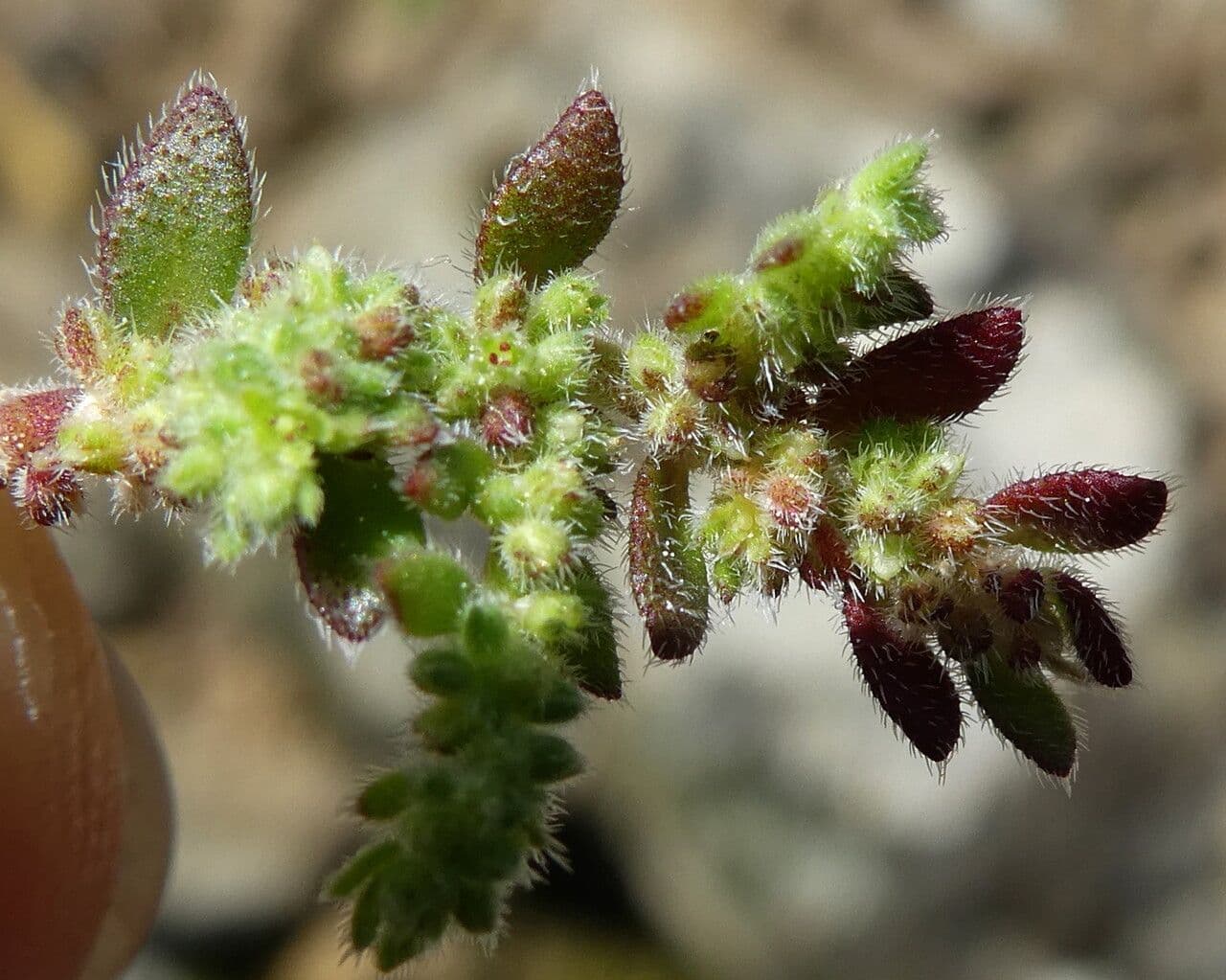Herniaria hirsuta 9