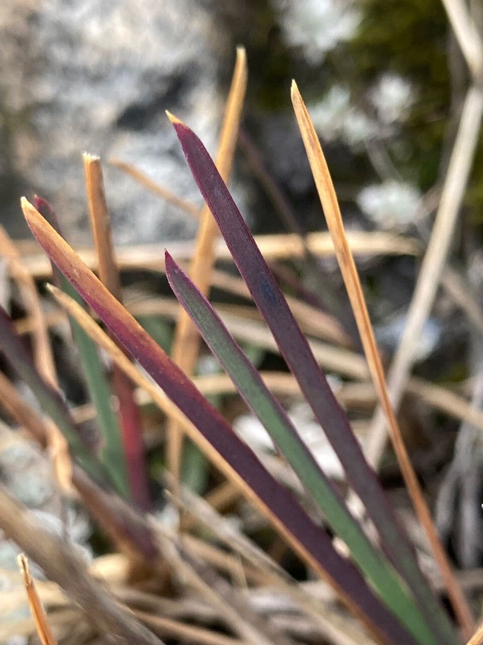 Poa 14