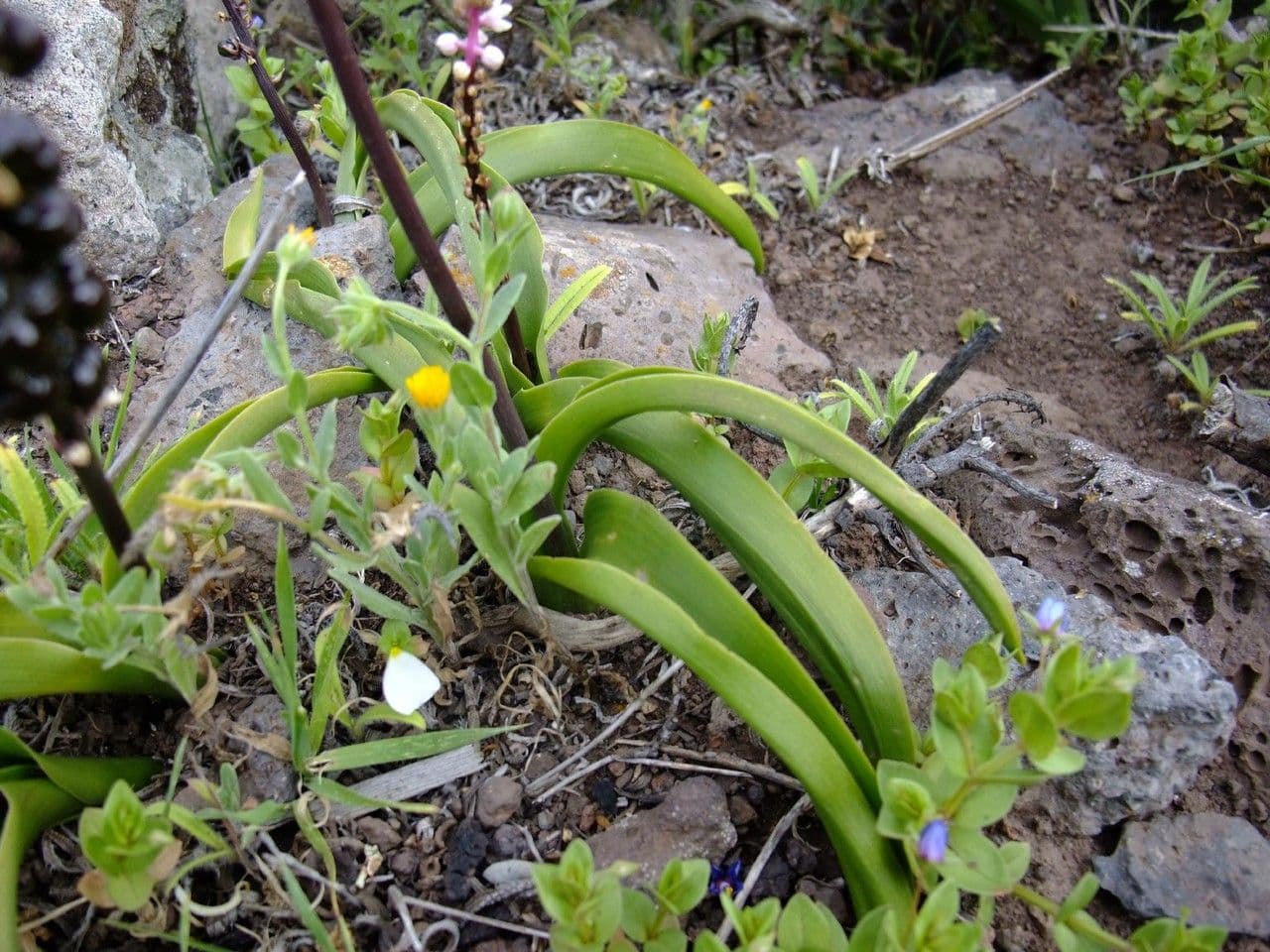 Scilla 12