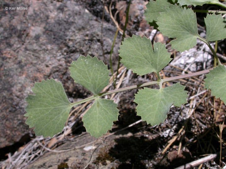 Lomatium 7