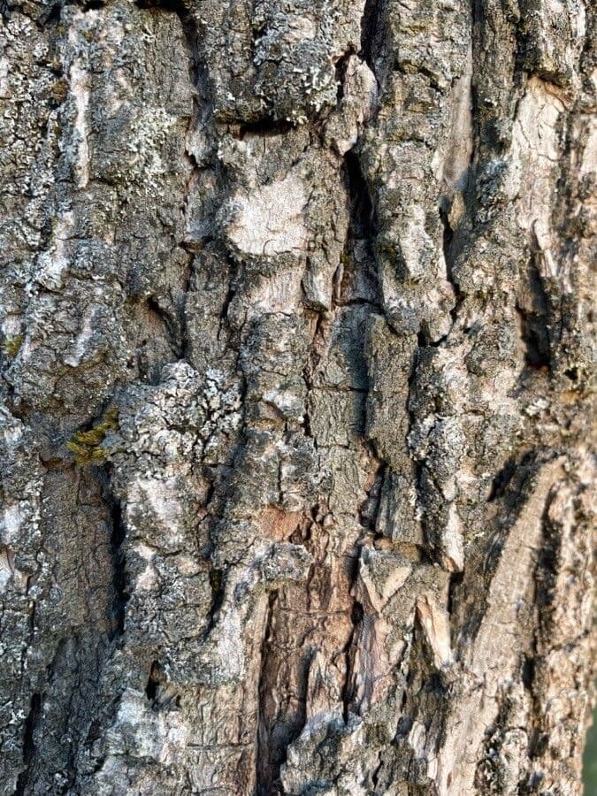 Liquidambar 24
