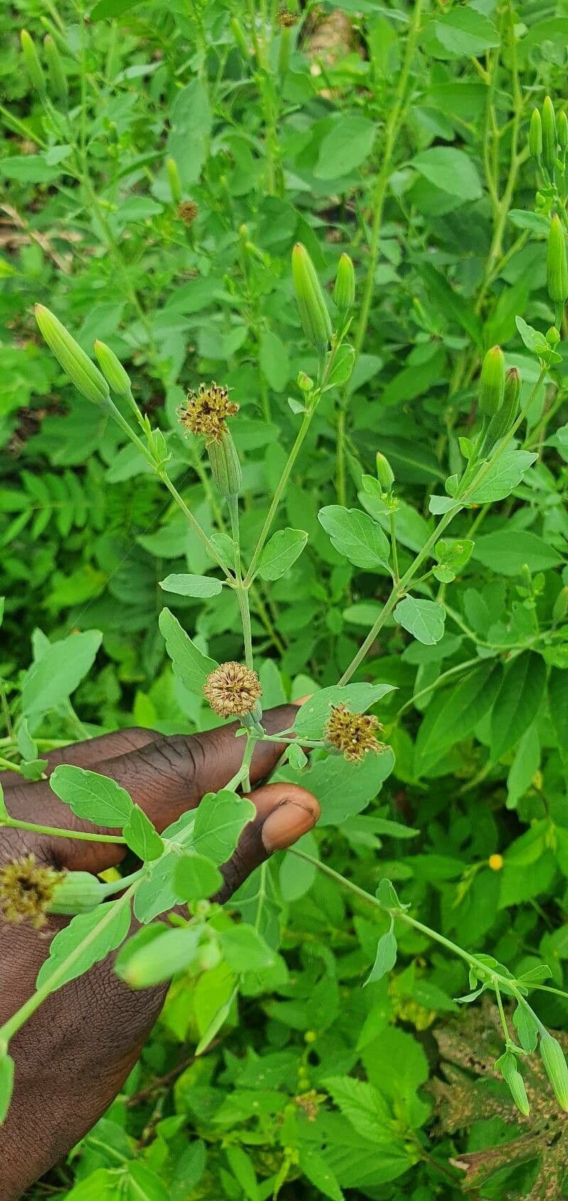 Cilantro de monte 9