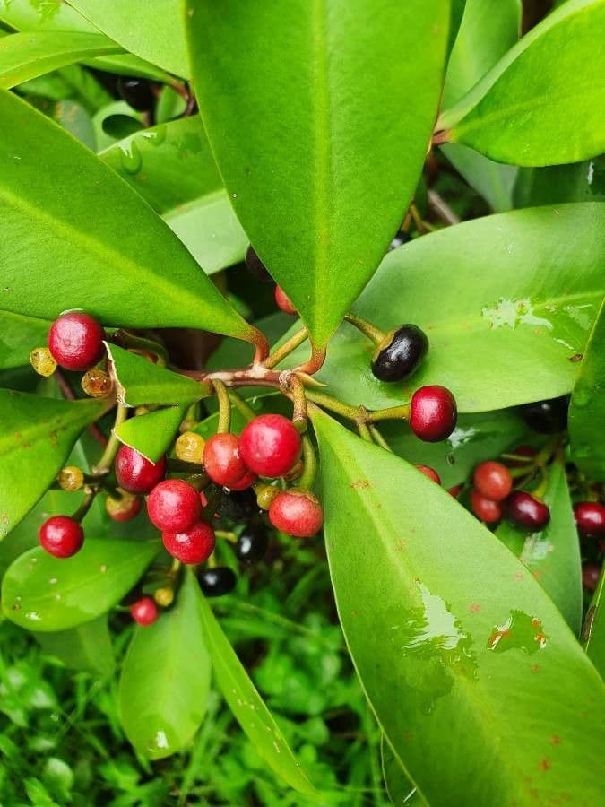 Ardisia eliptická 3