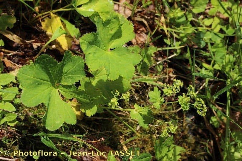 Alchemilla coriacea 7