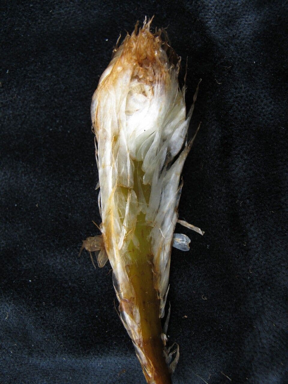 Athyrium 2