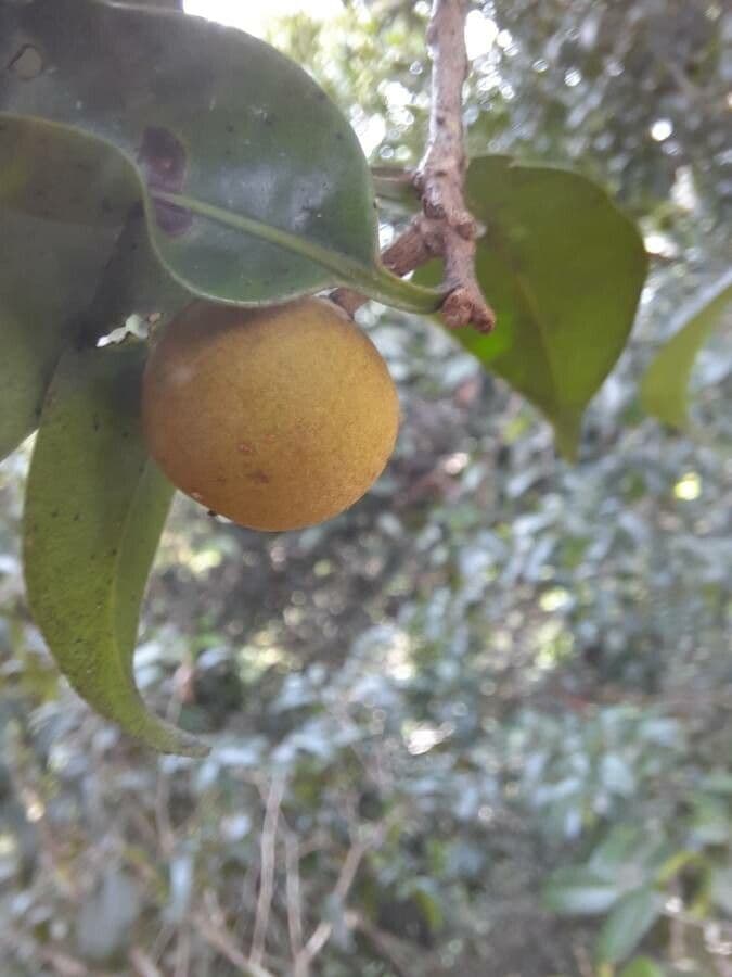 Pouteria 2