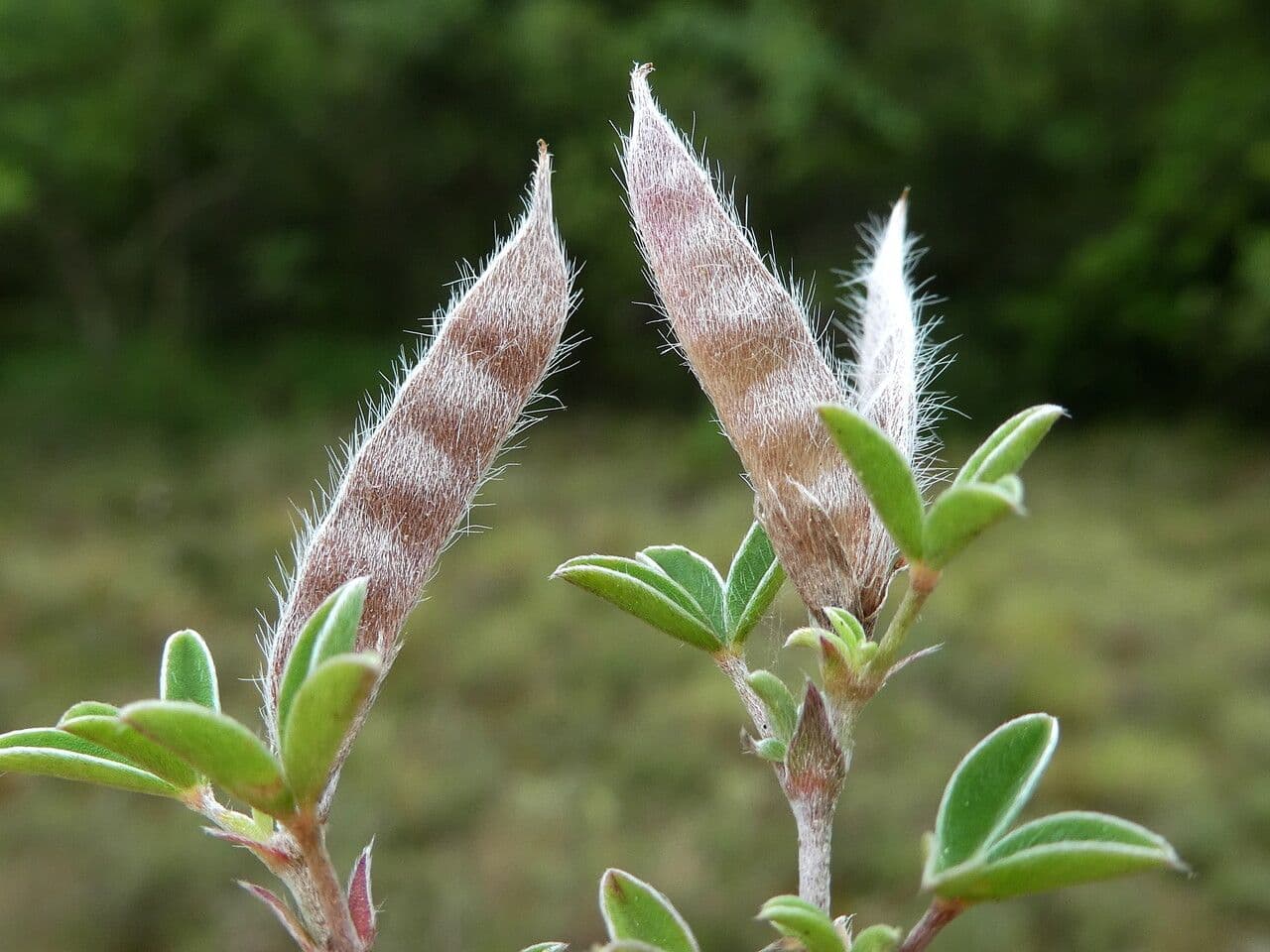 Citiso d'argento 4