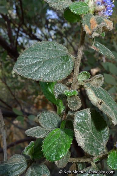Behaarter Ceanothus 15