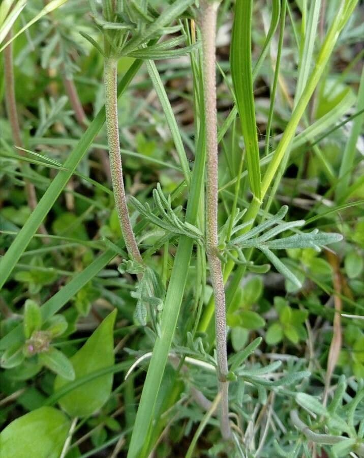 Veronica austriaca 24