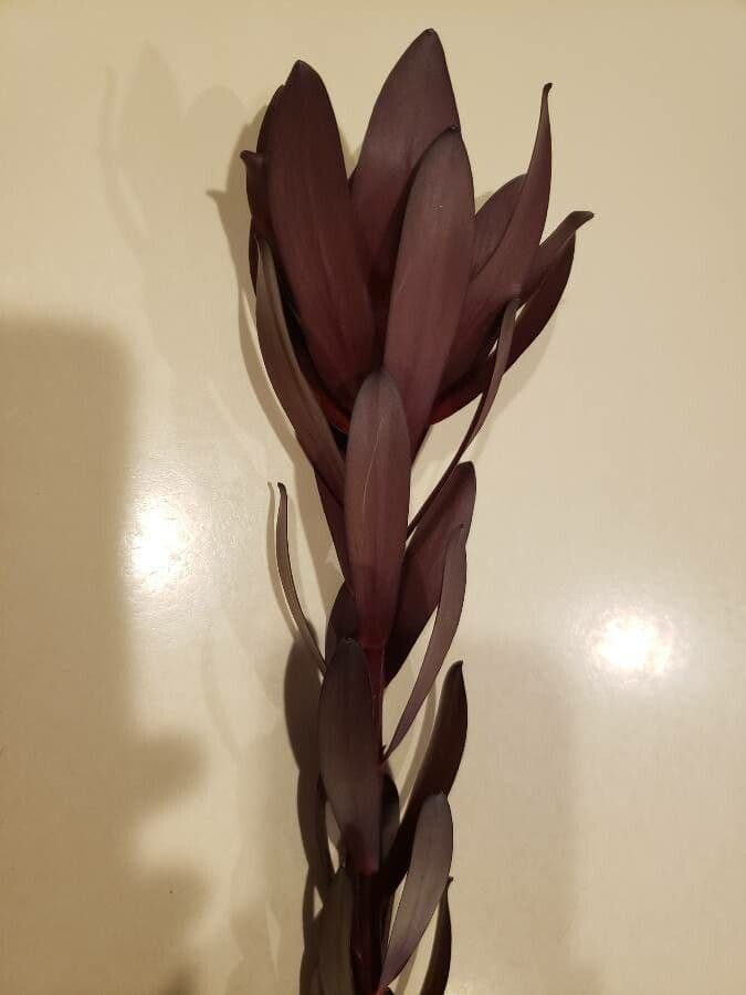 Leucadendron 15