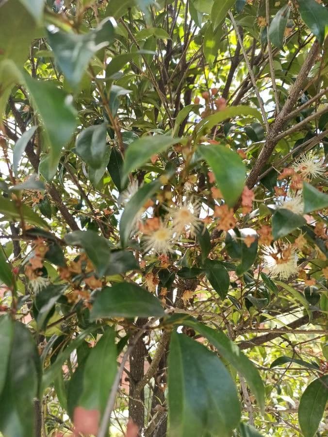 Syzygium paniculatum 14