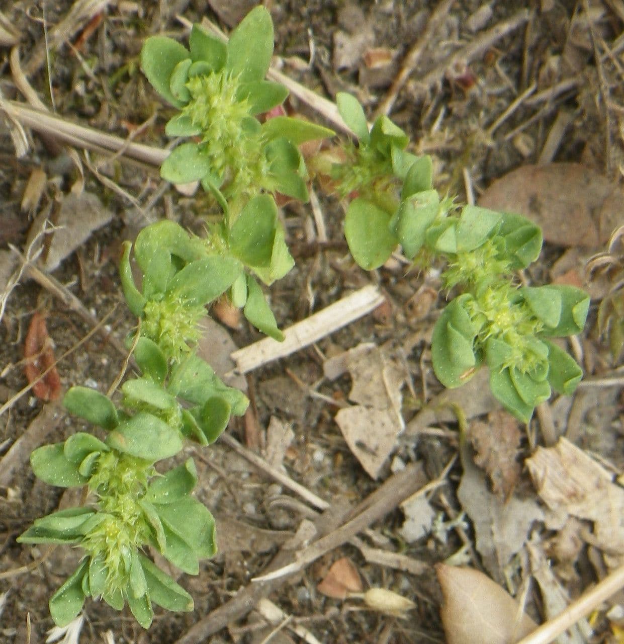 Paronichia spinosa 9