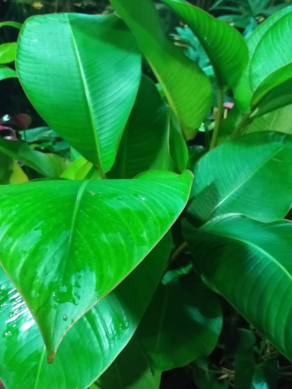 Heliconia indica