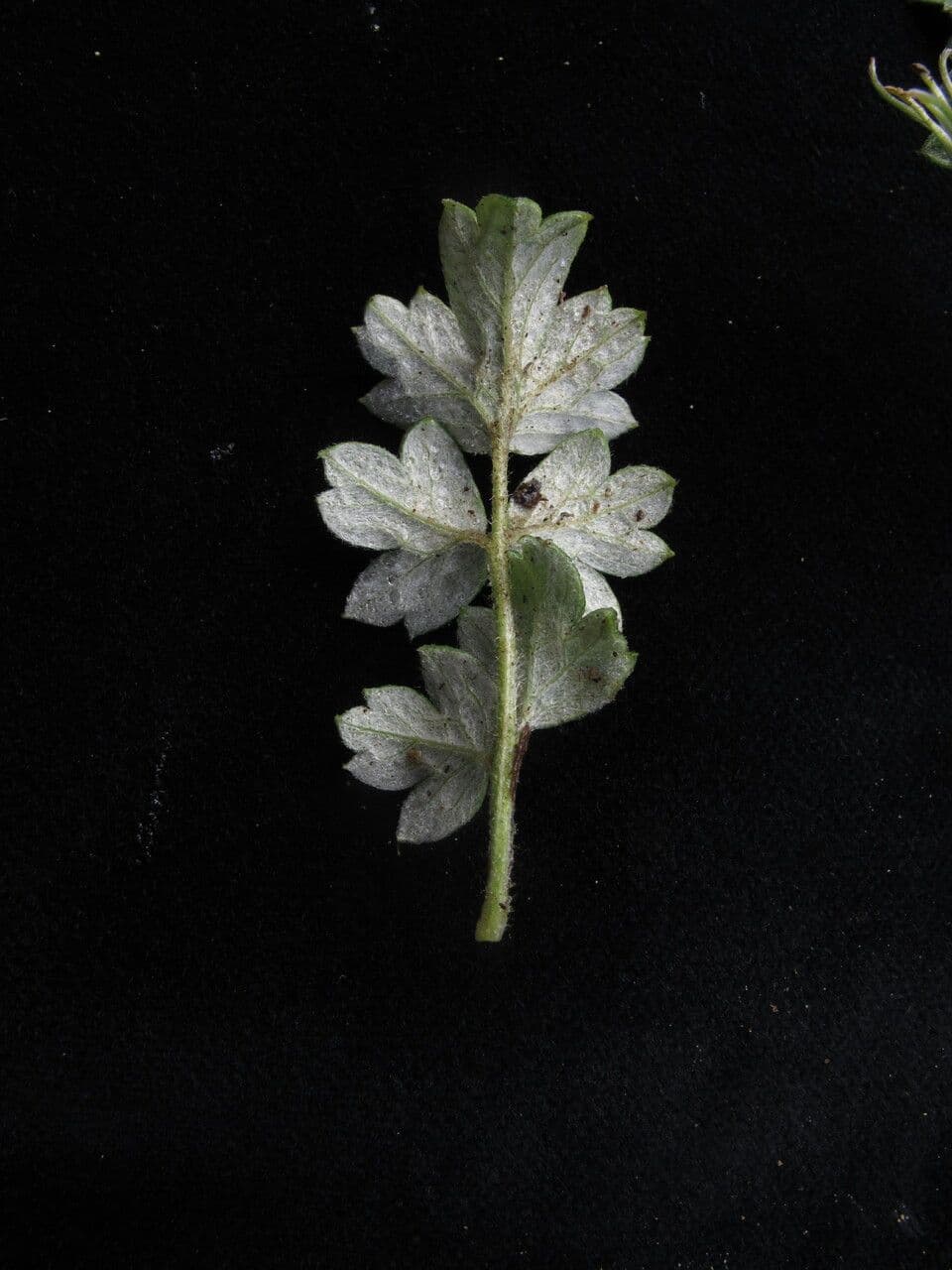 Clematis 4