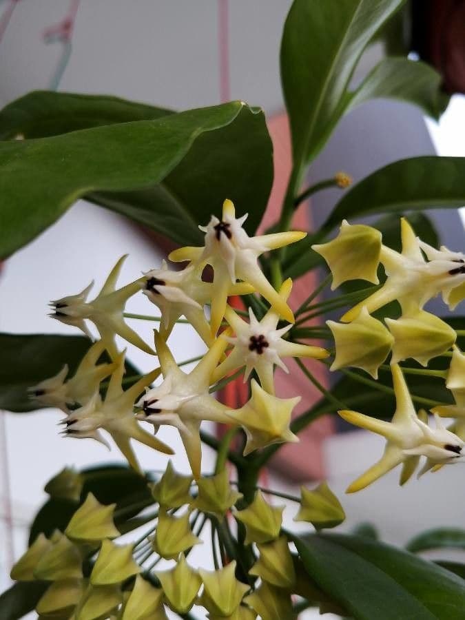 Hoya 5