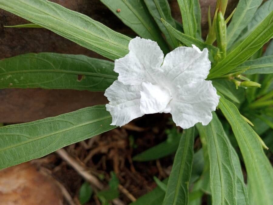 Ruellia tuberoso 20