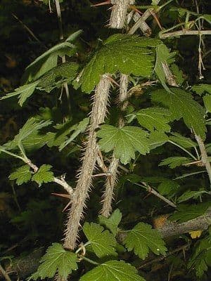 Missouri-Stachelbeere 11