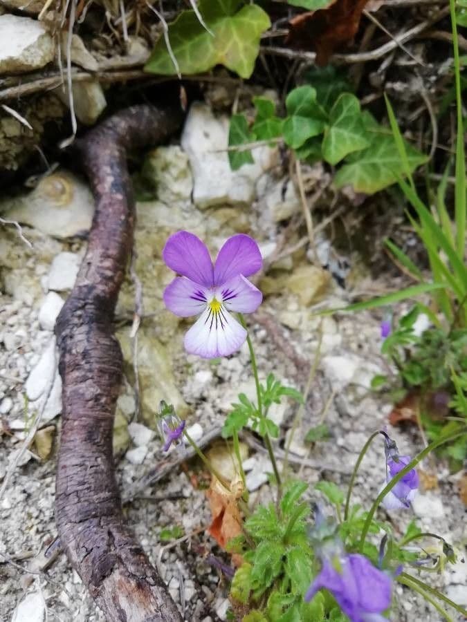 Viola aspra 4