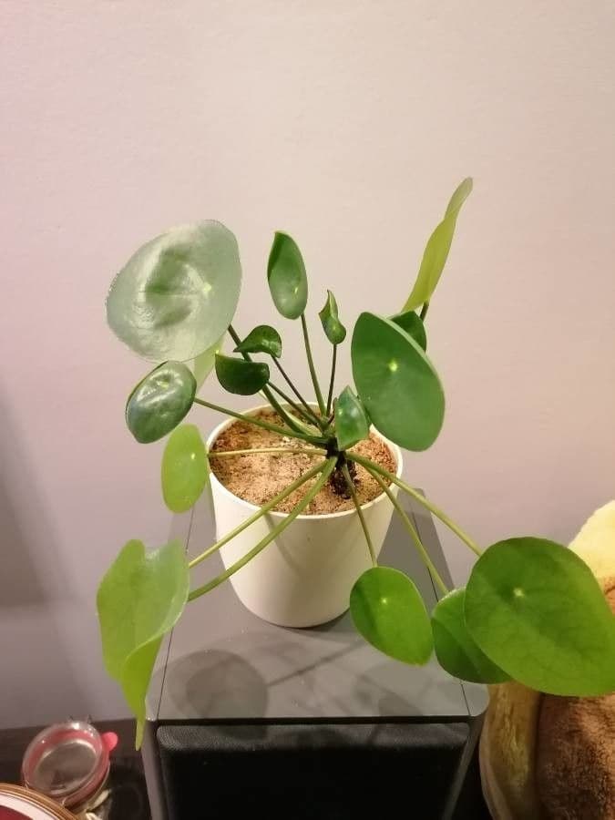 Chinesischer Geldbaum 6