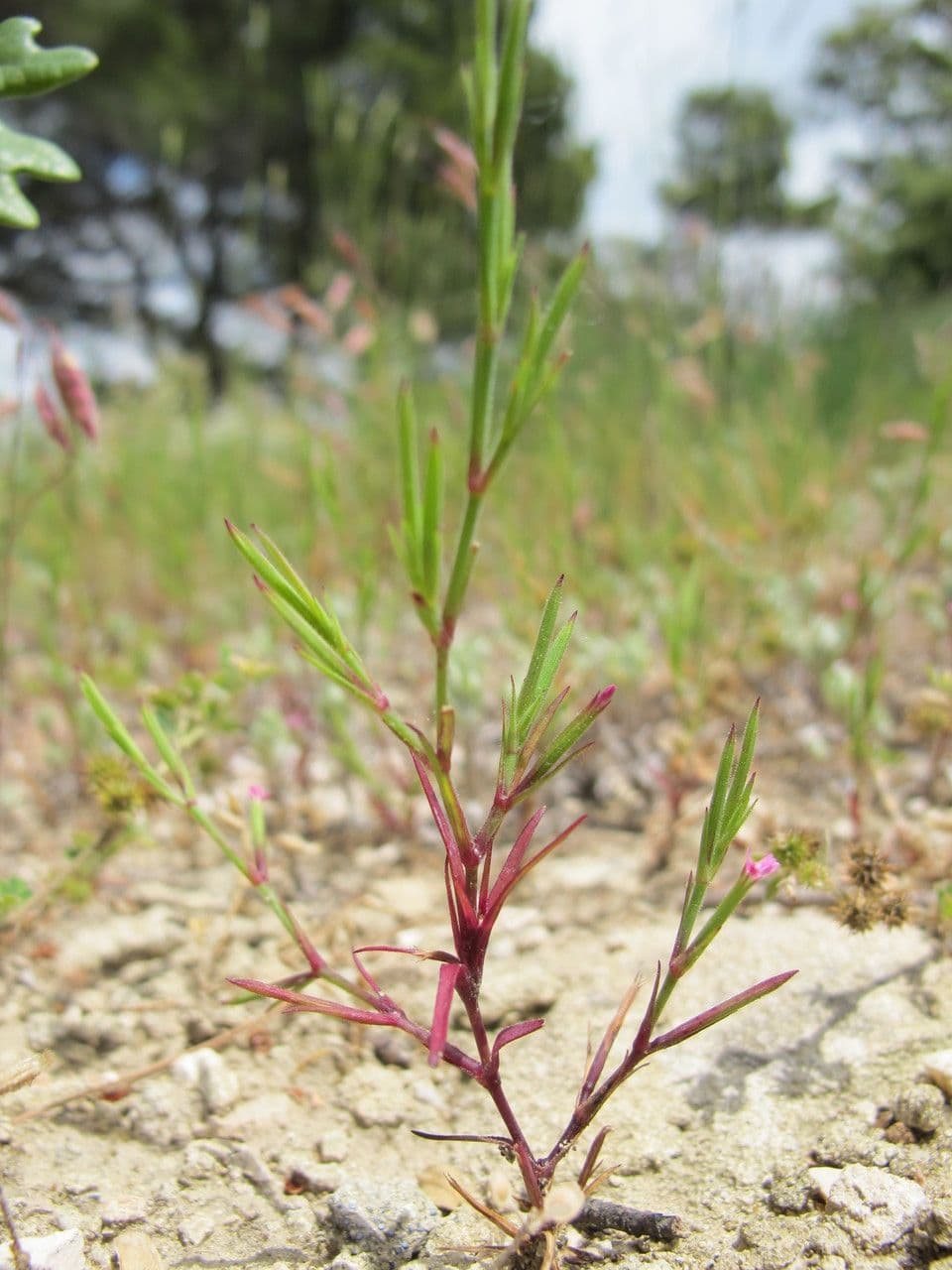 Velezia rigida 8