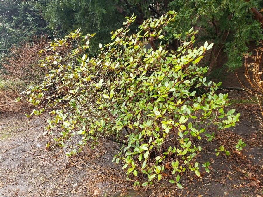 Rododendron karolínský 3