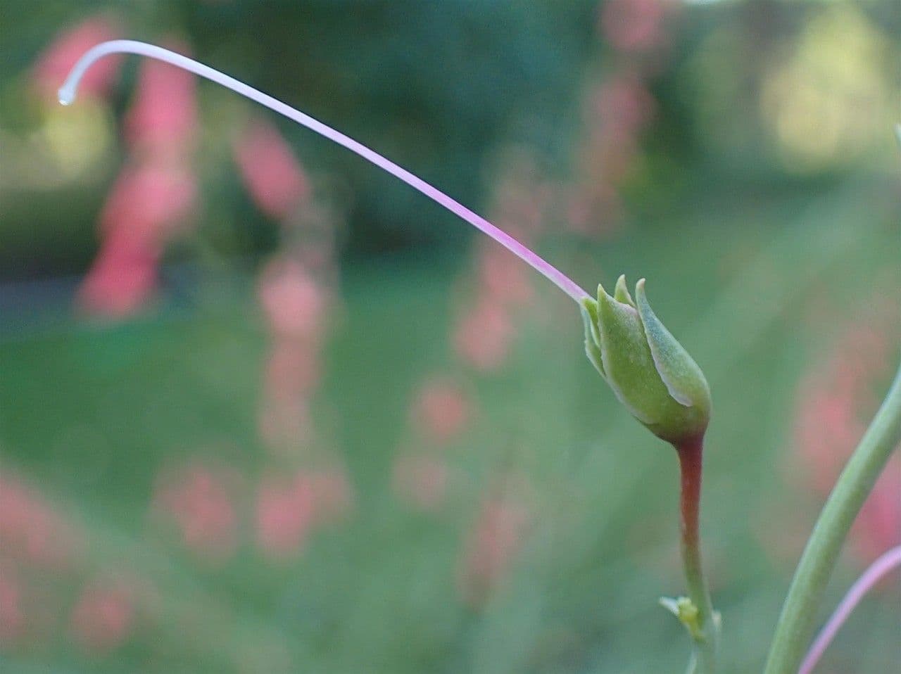 Penstemon barbato