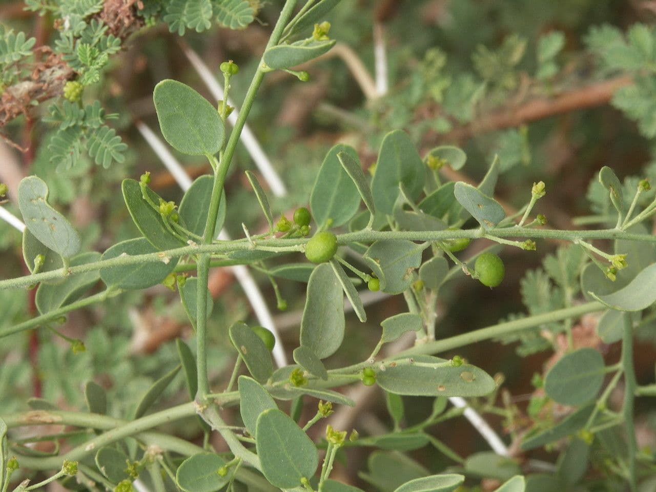 Cocculus 9