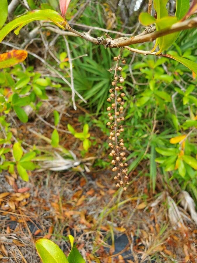 Cyrila 6