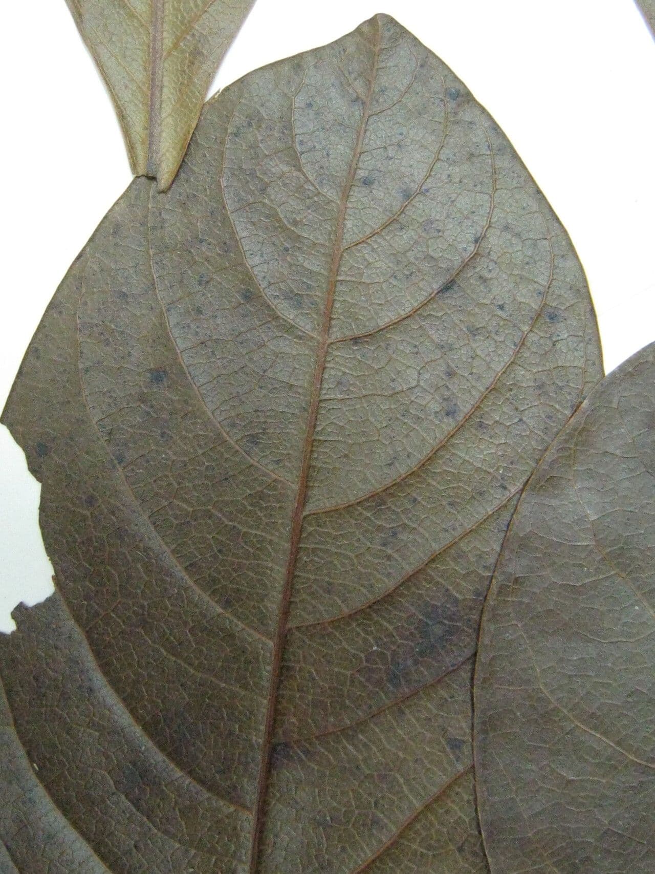 Ocotea 18