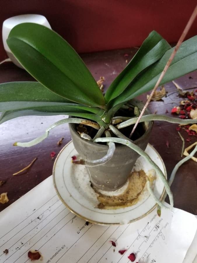 Orchidea farfalla 13