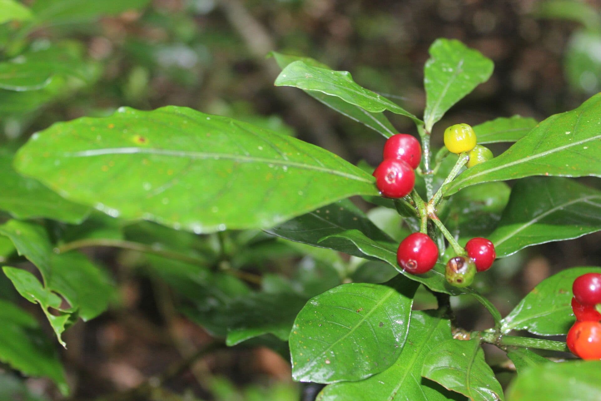 Psychotria 2