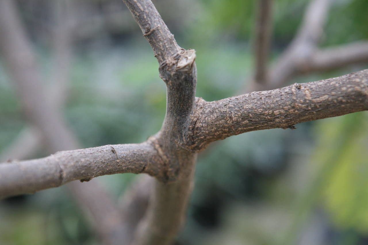 Senna didymobotrya 24
