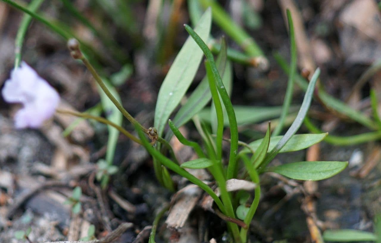 Alisma ranuncoloide 12