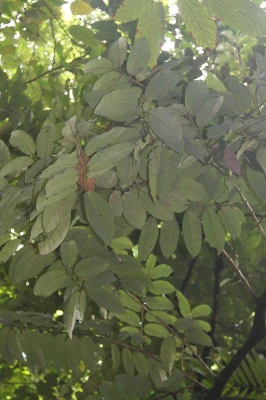 Sideroxylon sessiliflorum 2