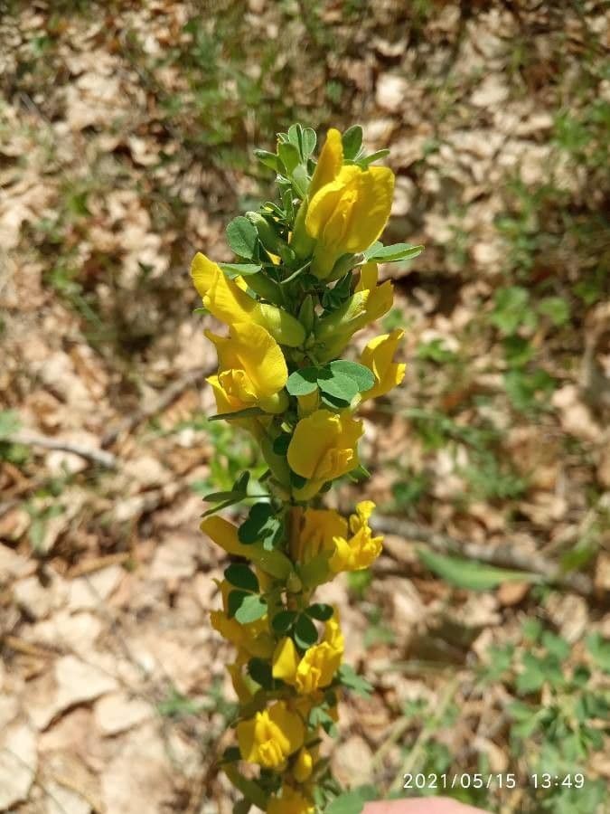 Cytisus rus 3
