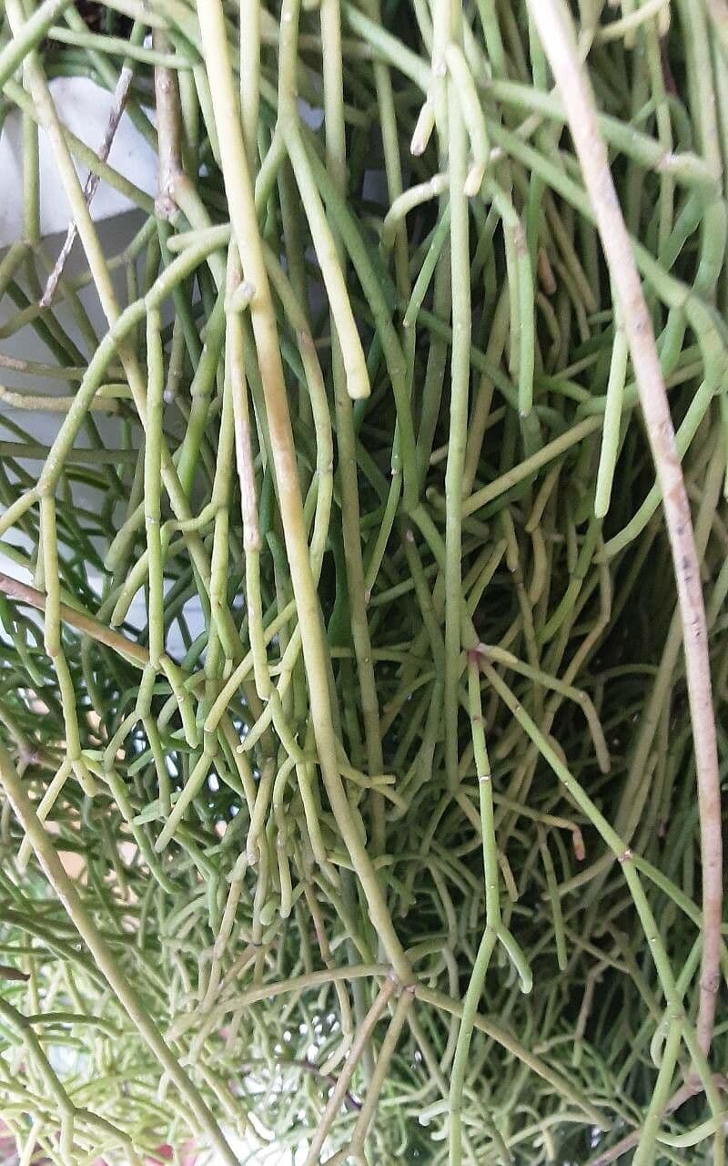 Rhipsalis 11