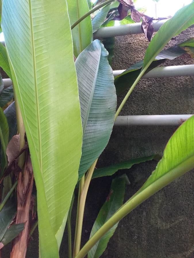 Banane 5