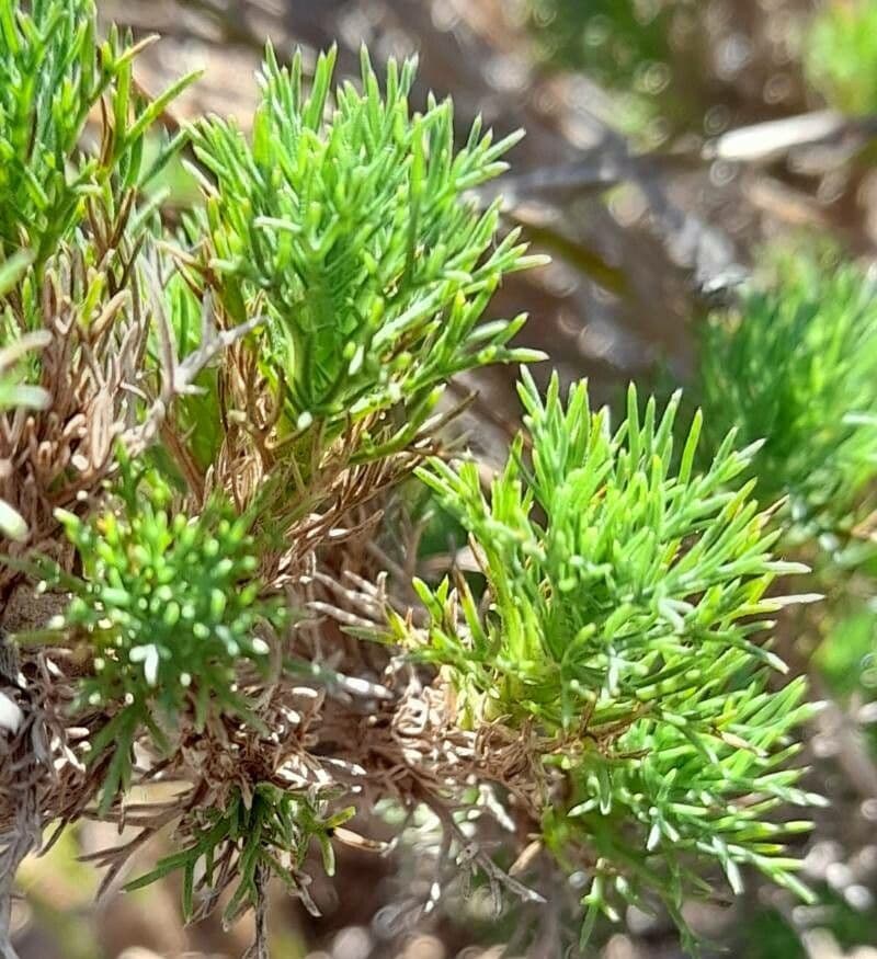 Sommerfeltia 2