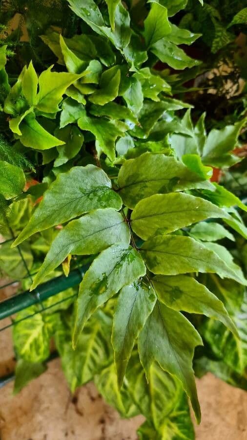 Fougère de Fortune 12