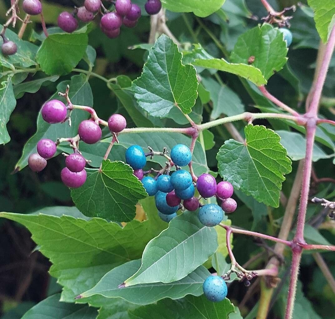 Ampelopsis glandulosa 5